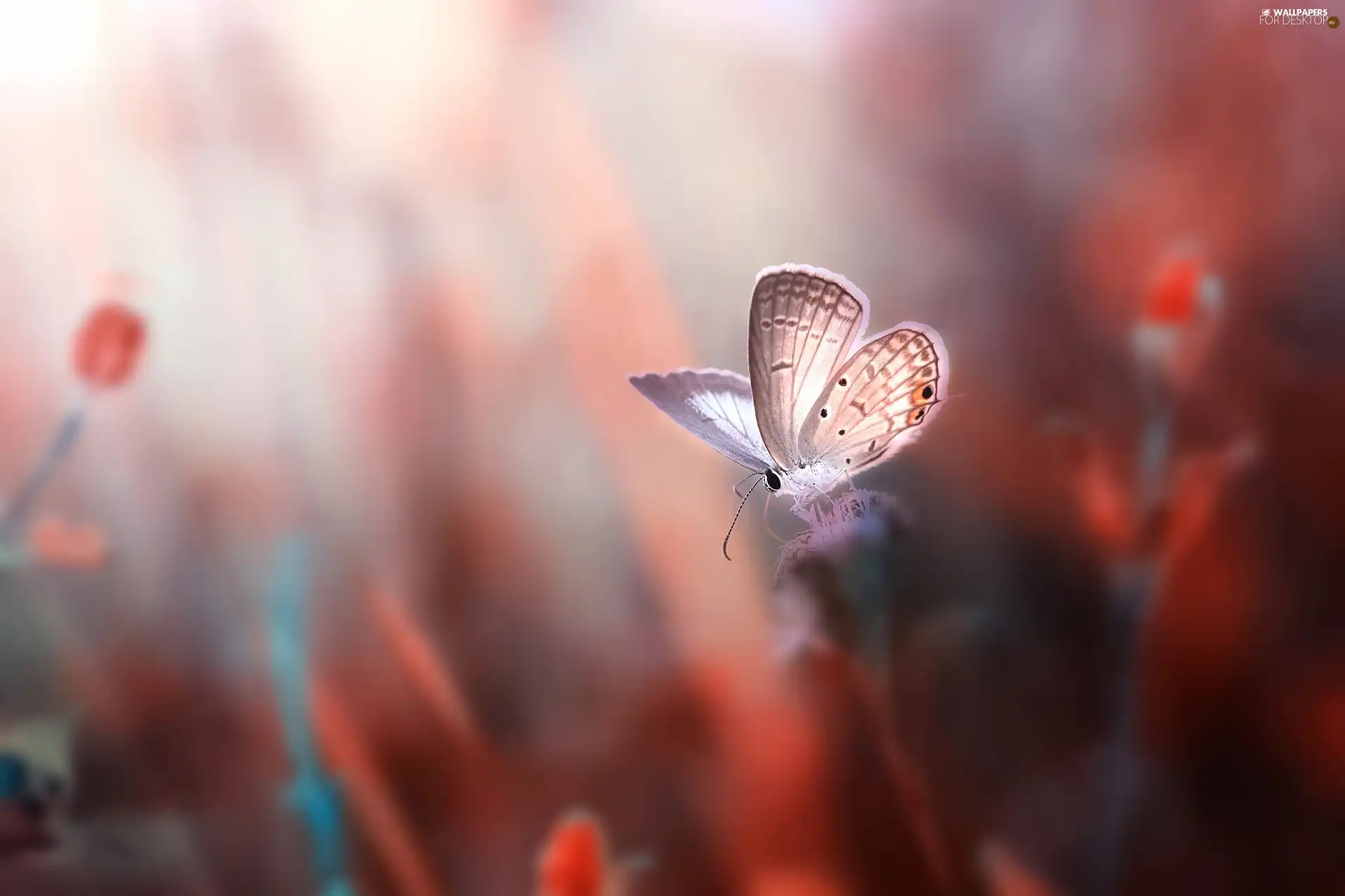 butterfly, Dusky Icarus