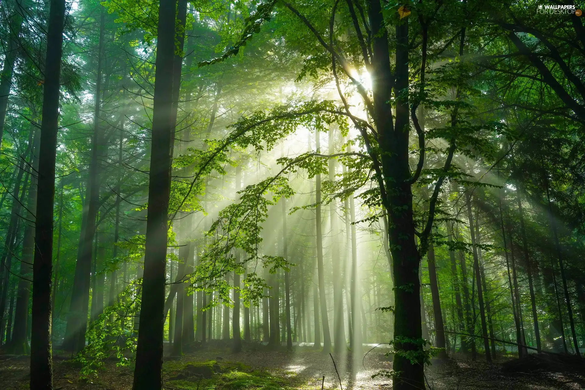 viewes, light breaking through sky, forest, trees, illuminated