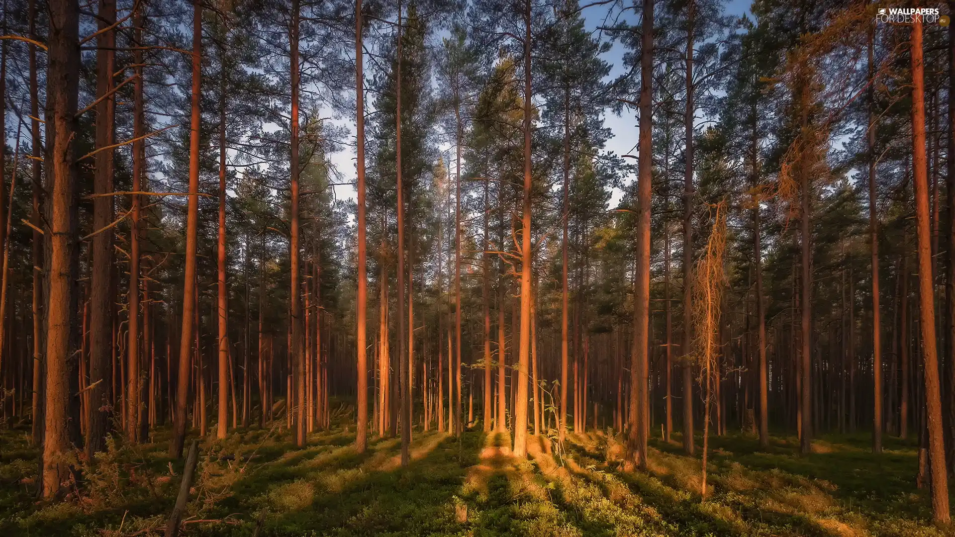 forest, trees, viewes, illuminated