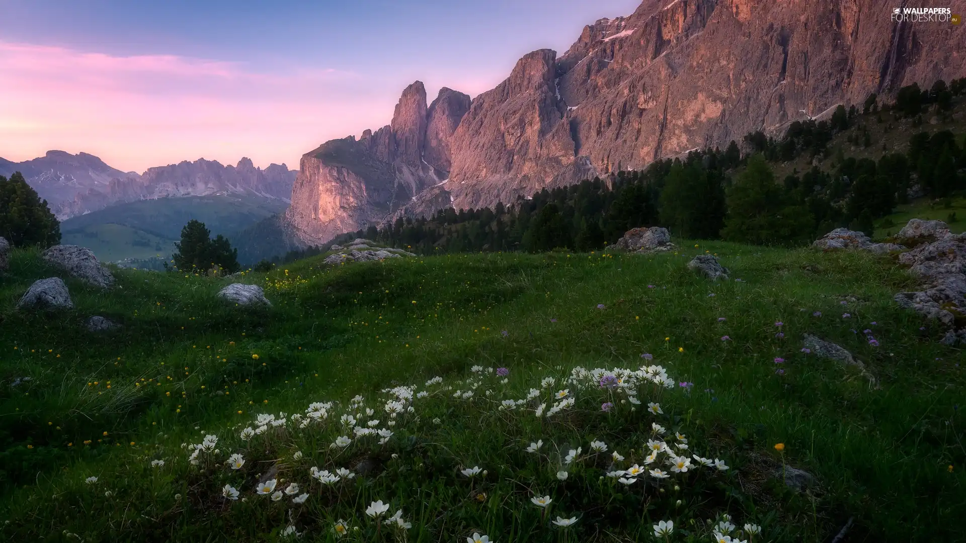 Anemones, Meadow, Dolomites, Italy, Mountains, Flowers