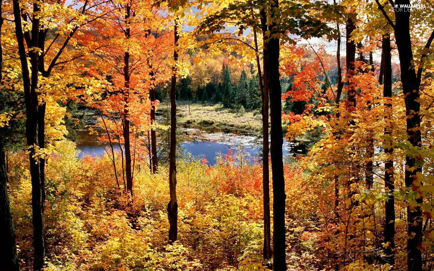 lake, Autumn, forest