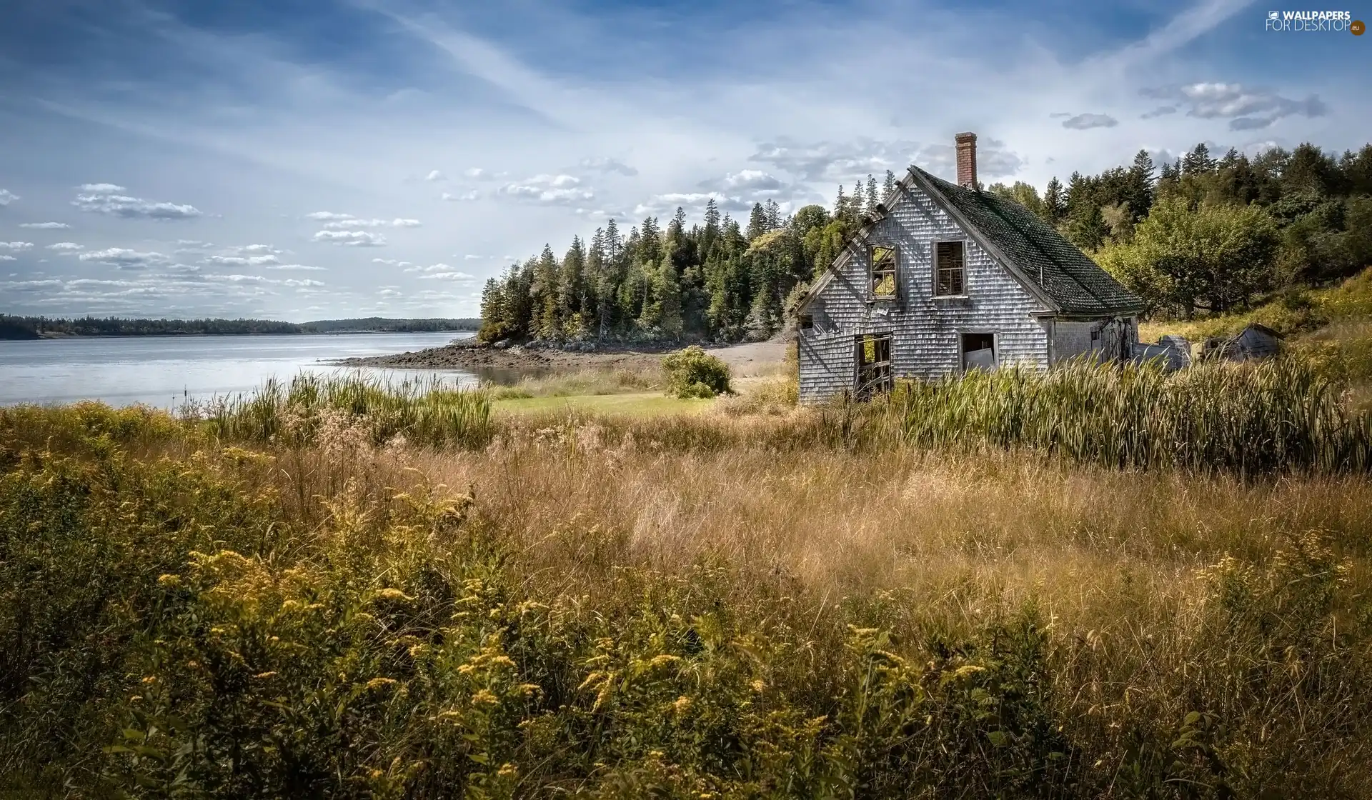 grass, house, forest, lake, Meadow, ruin
