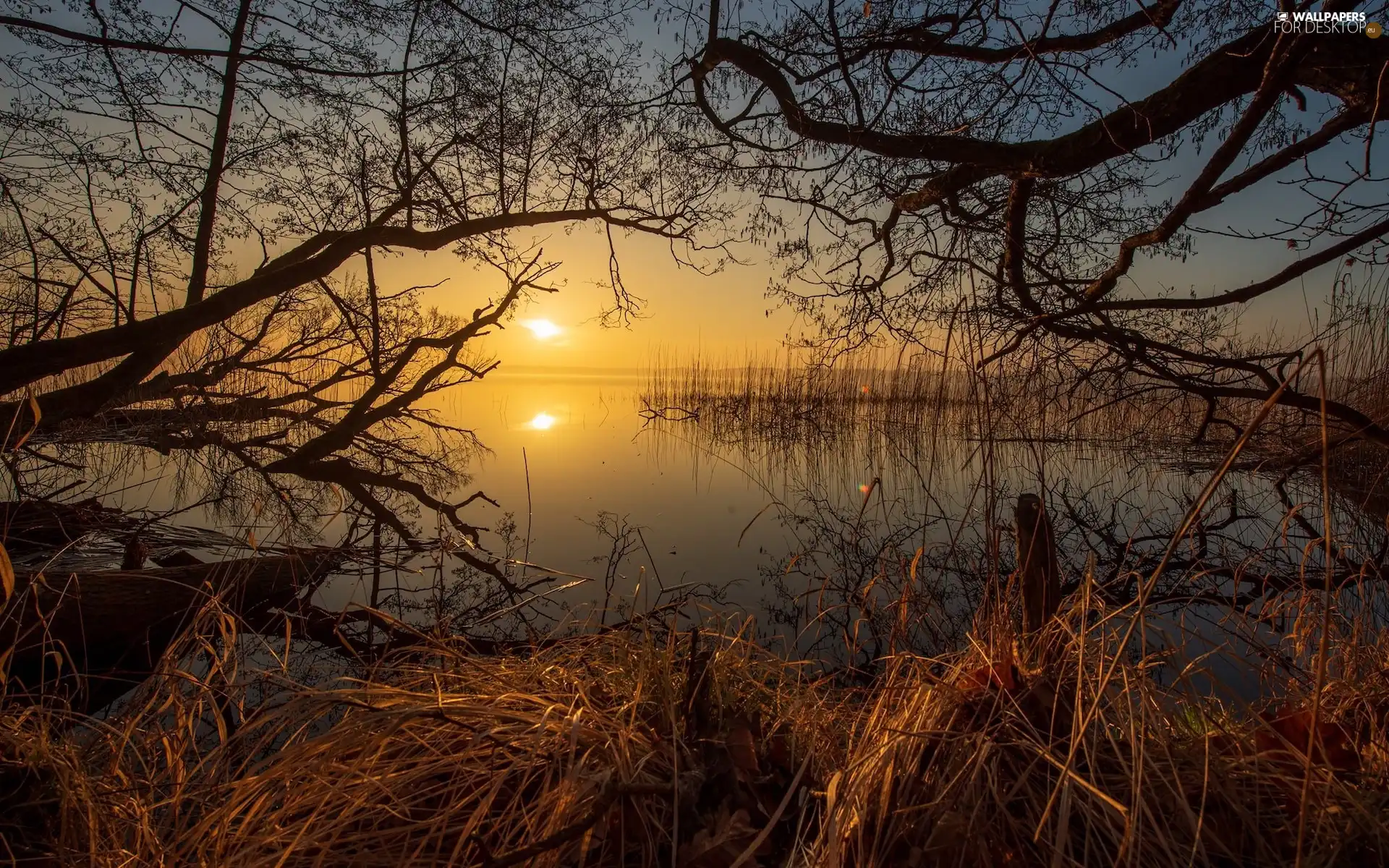 trees, Great Sunsets, rushes, branch pics, viewes, lake