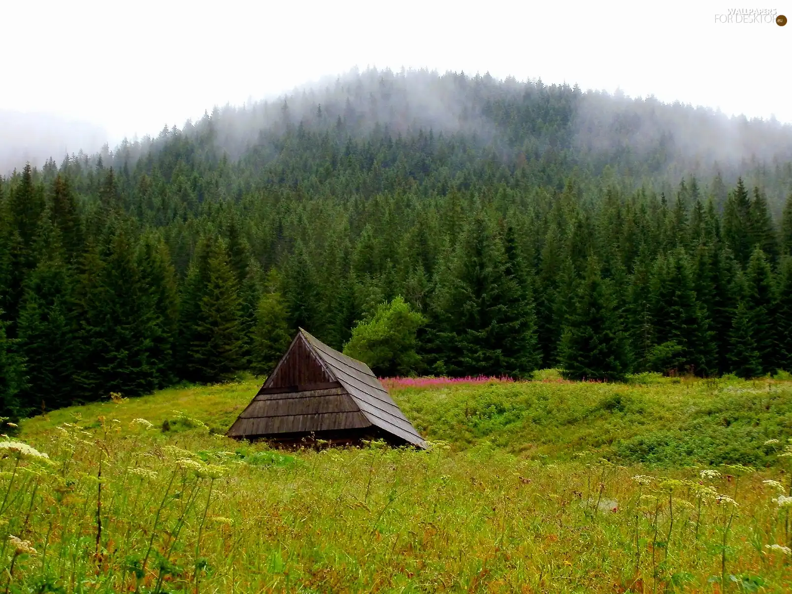 Mountains, nature, car in the meadow, hut, Tatras, landscape
