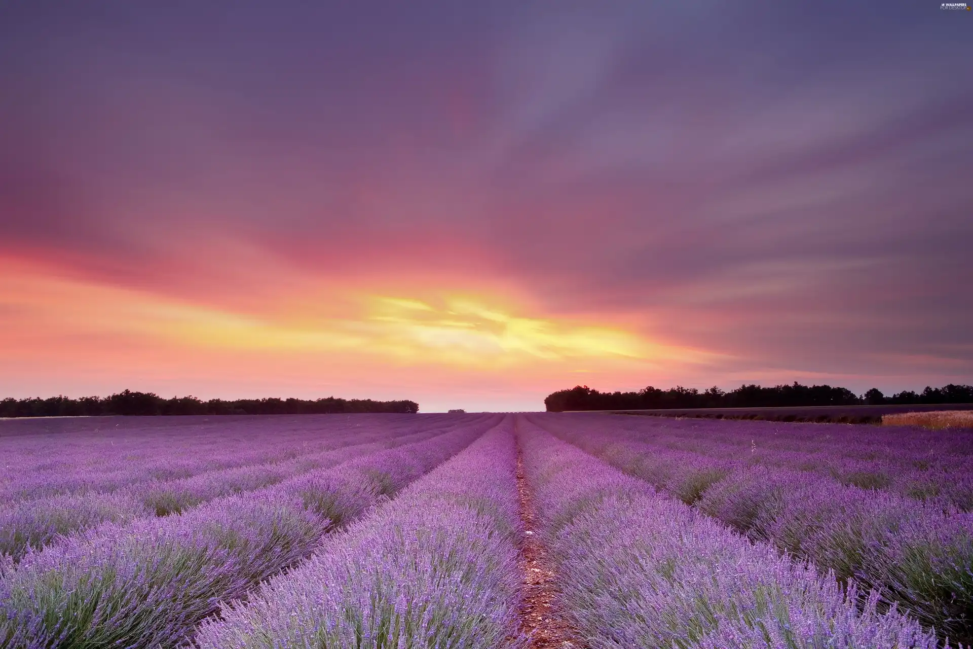 Great Sunsets, Field, lavender
