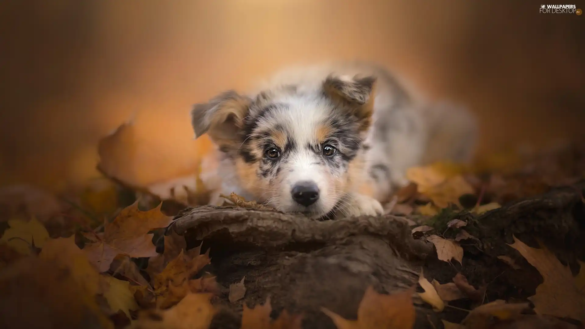 Puppy, muzzle, Leaf, Australian Shepherd