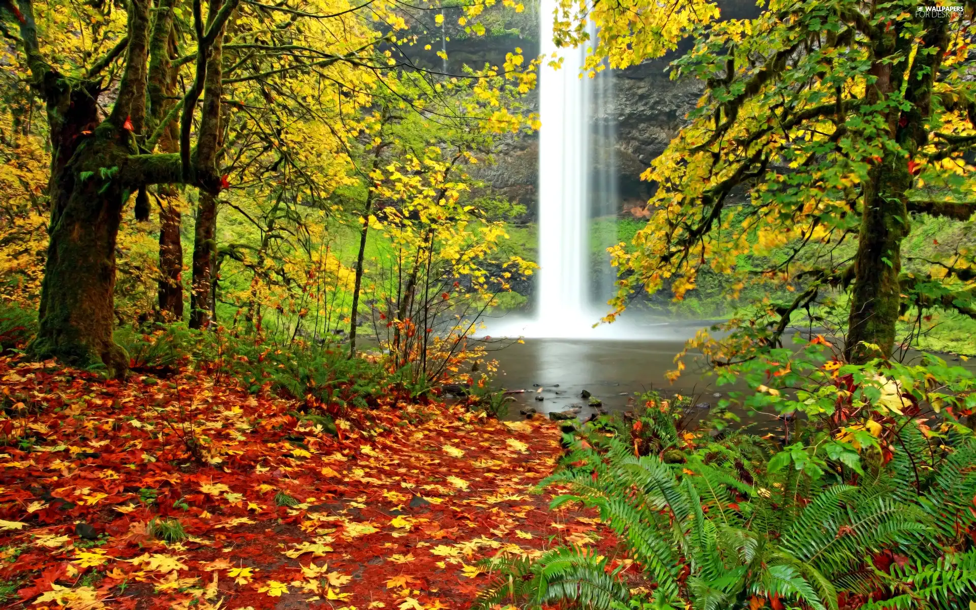 autumn, forest, Leaf, waterfall