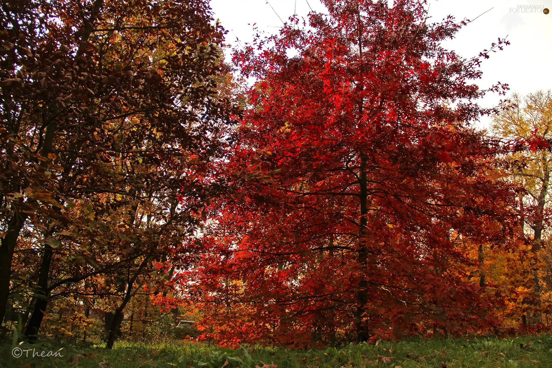 viewes, Garden, Leaf, autumn, Red, trees