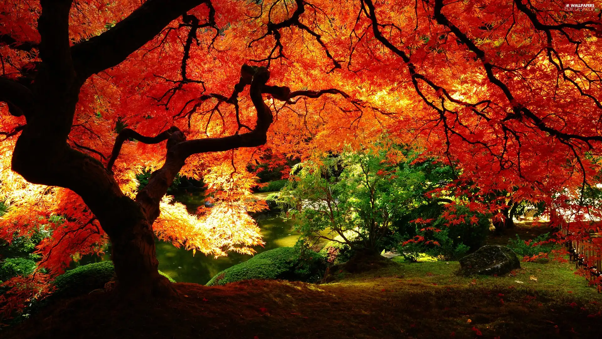 Leaf, autumn, viewes, color, trees