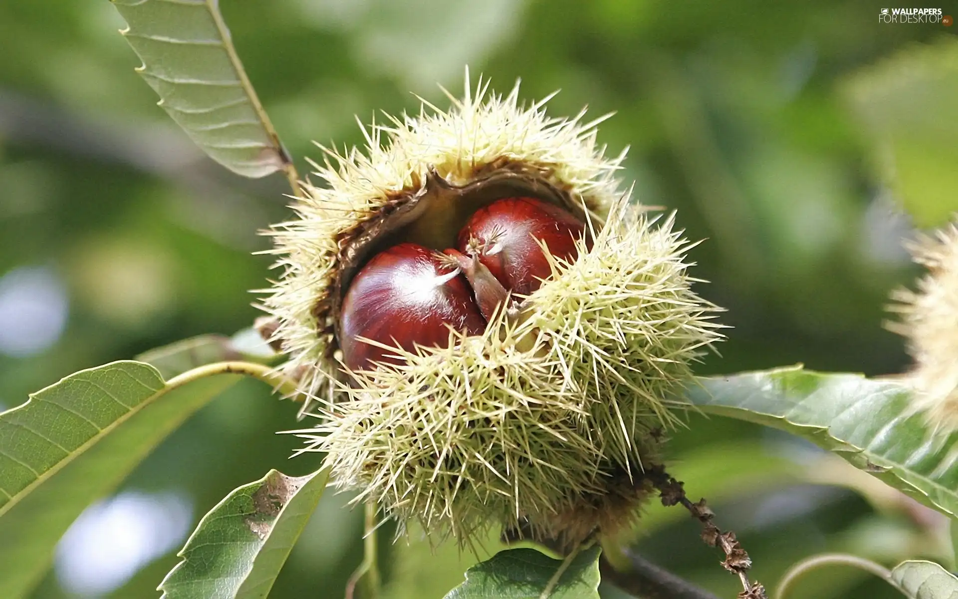 chestnuts, Leaf