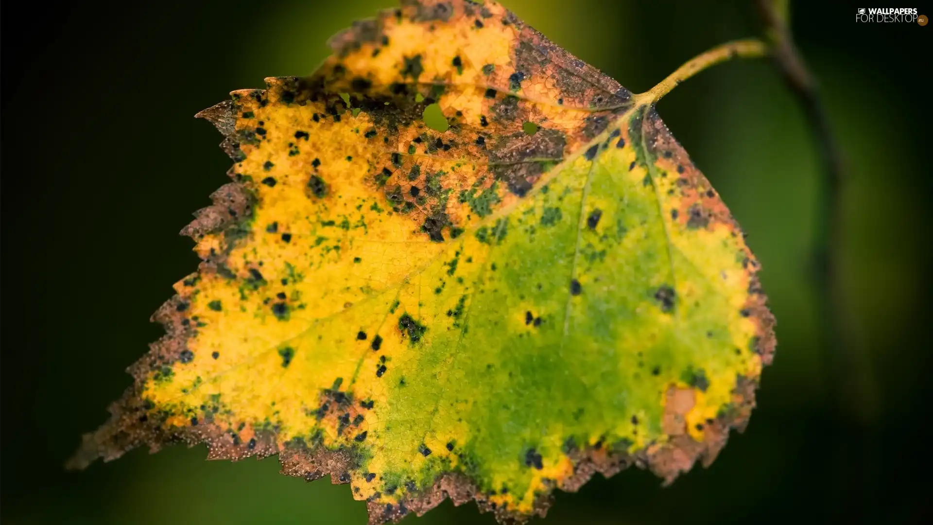 dry, leaf