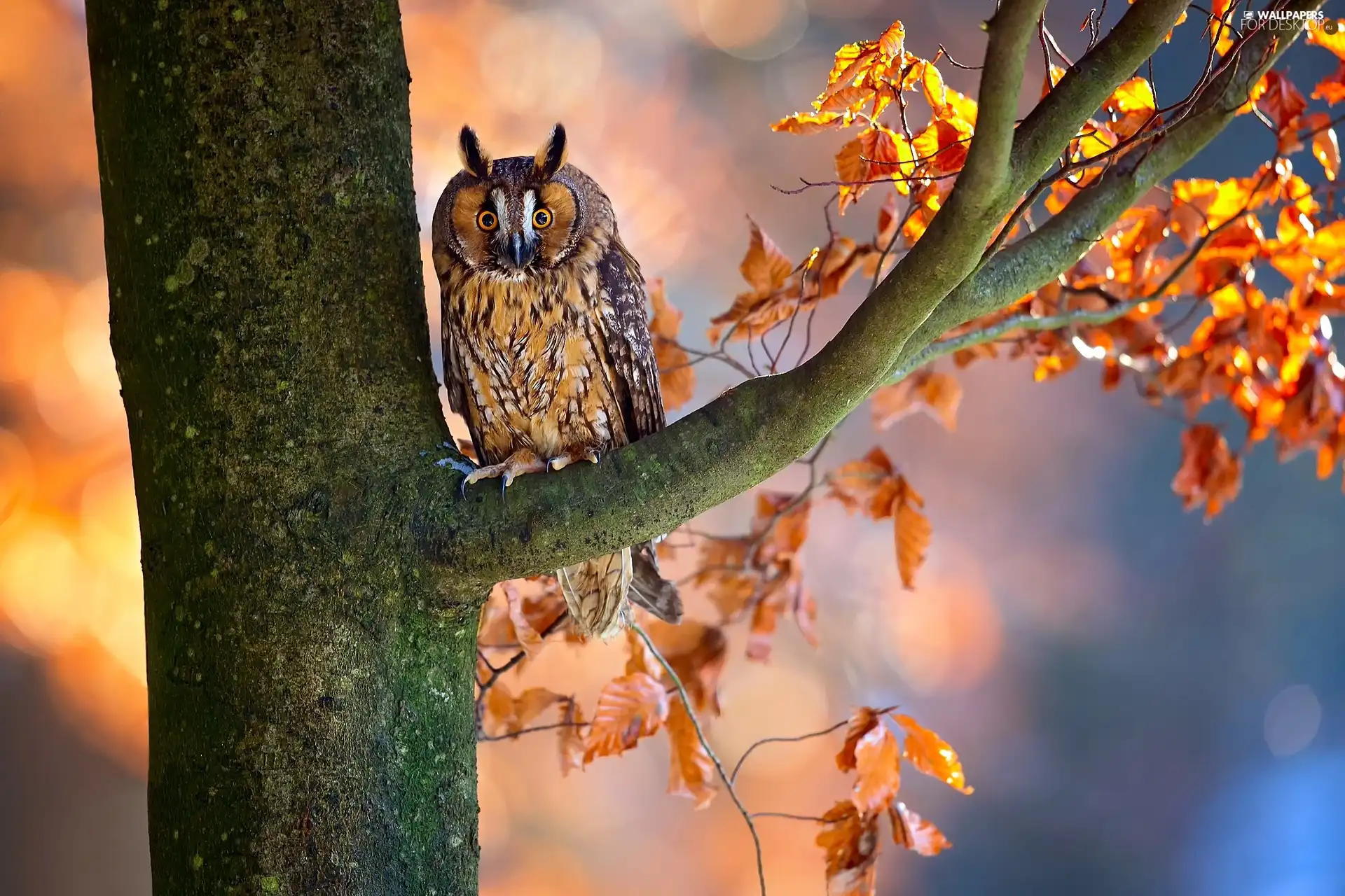 owl, trees, Leaf, Long-eared Owl