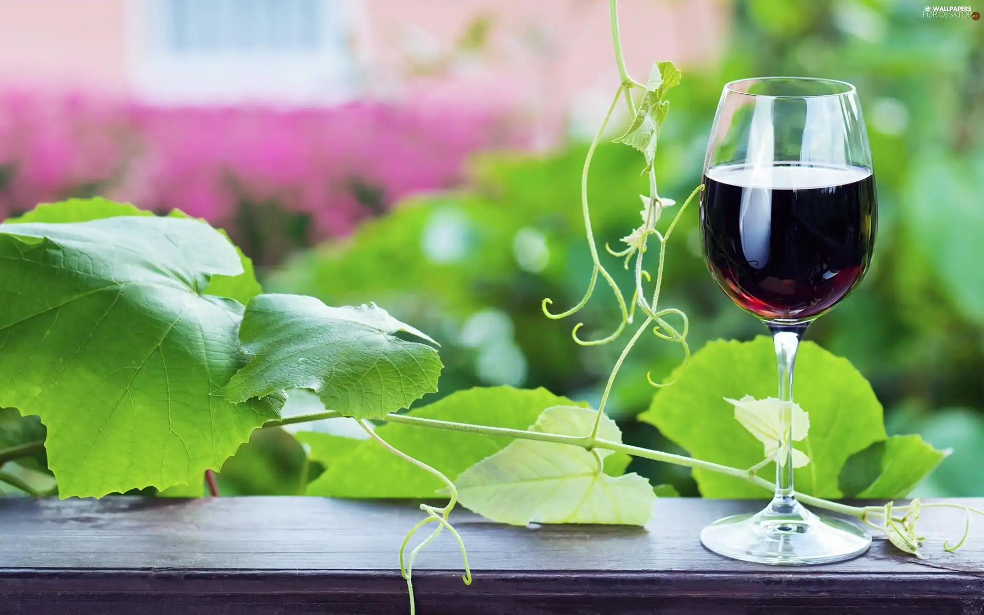 glass, climber, Leaf, Wine