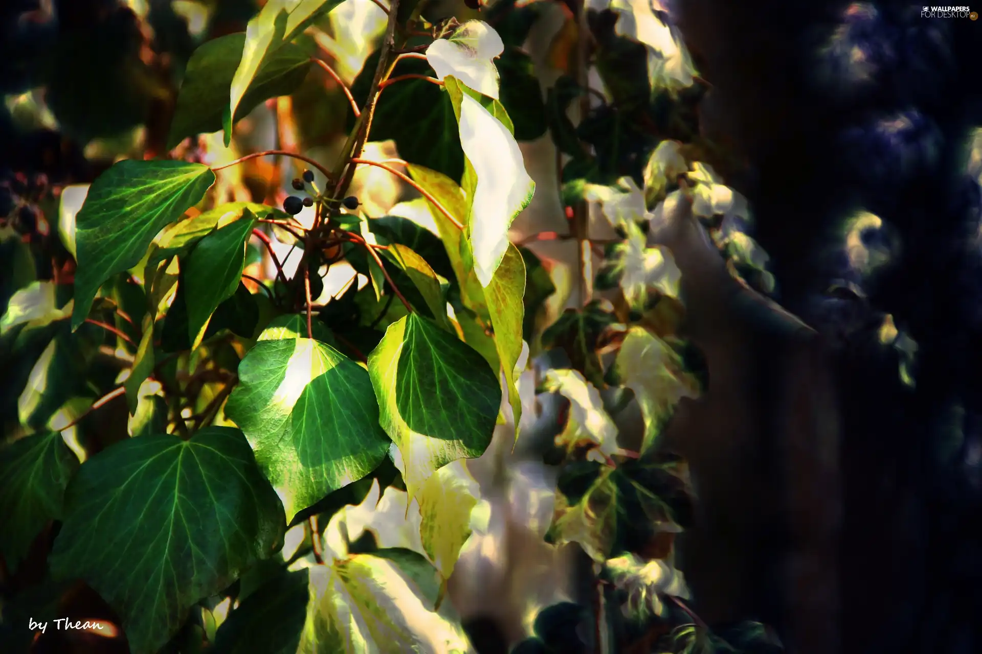 ivy, Leaf
