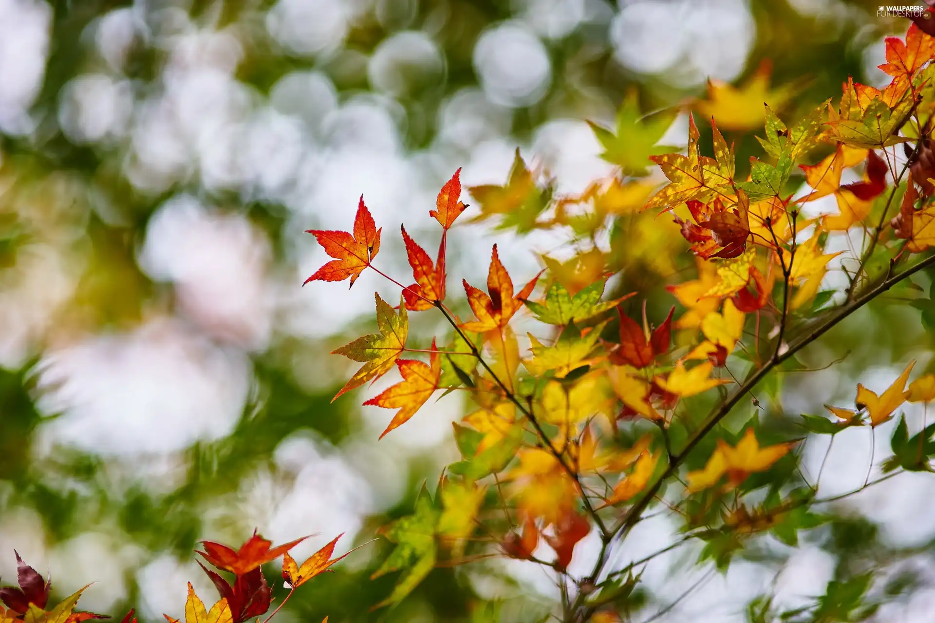 Colored, Leaf, maple, branch, autumn