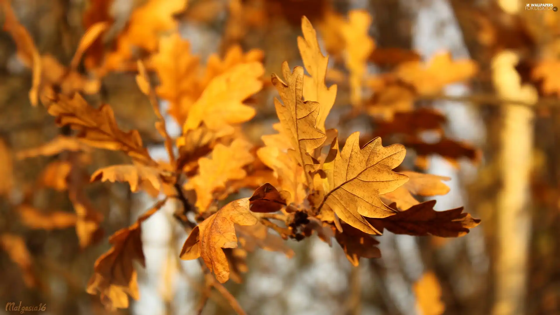 blurry background, rapprochement, Leaf, autumn, oak