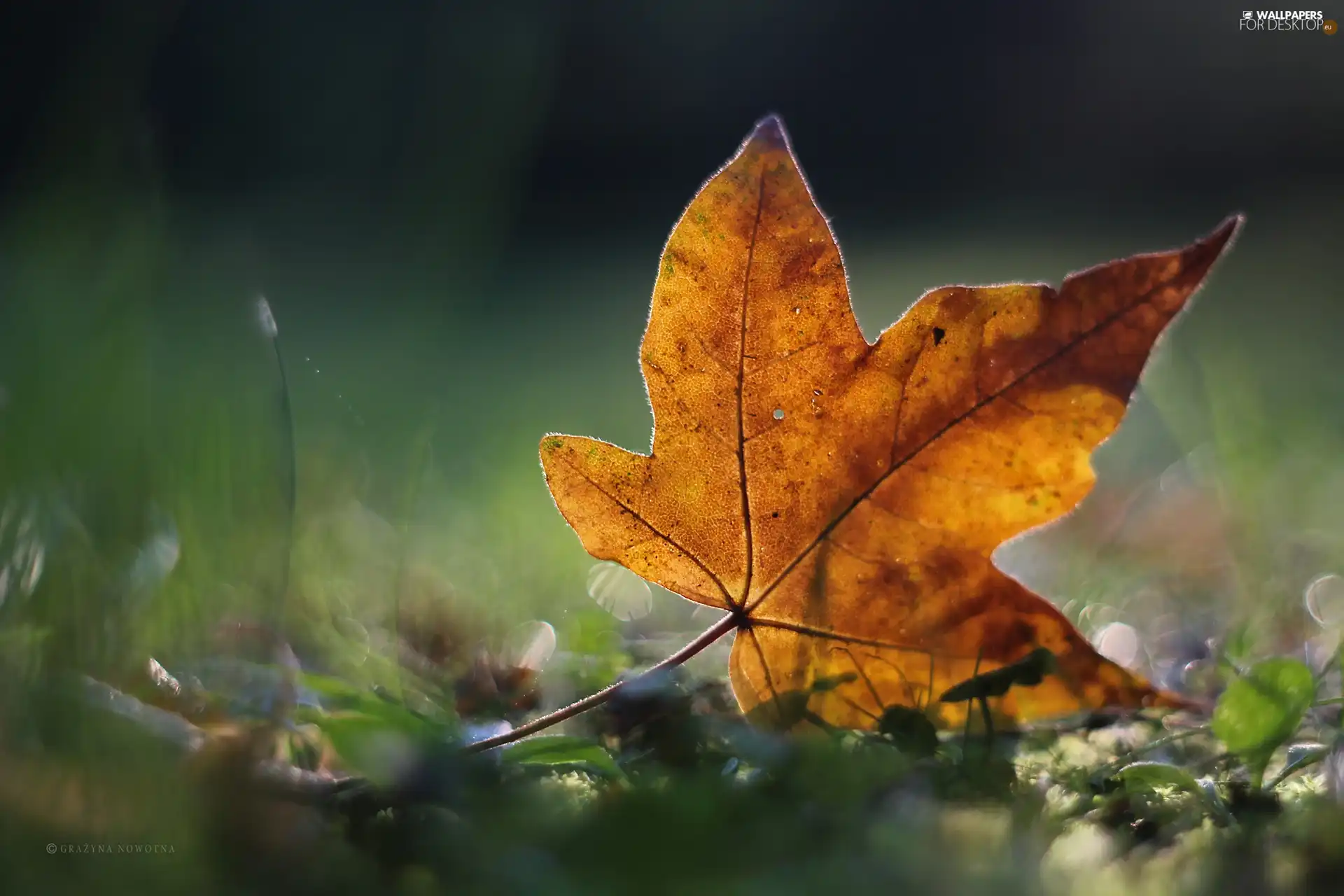 leaf, Autumn, Yellow