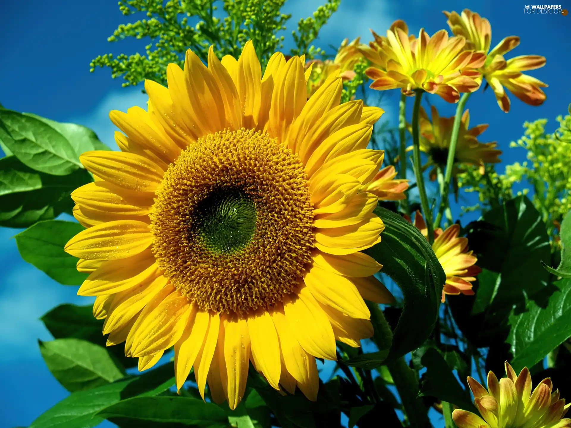 leaves, Sunflower, Flowers