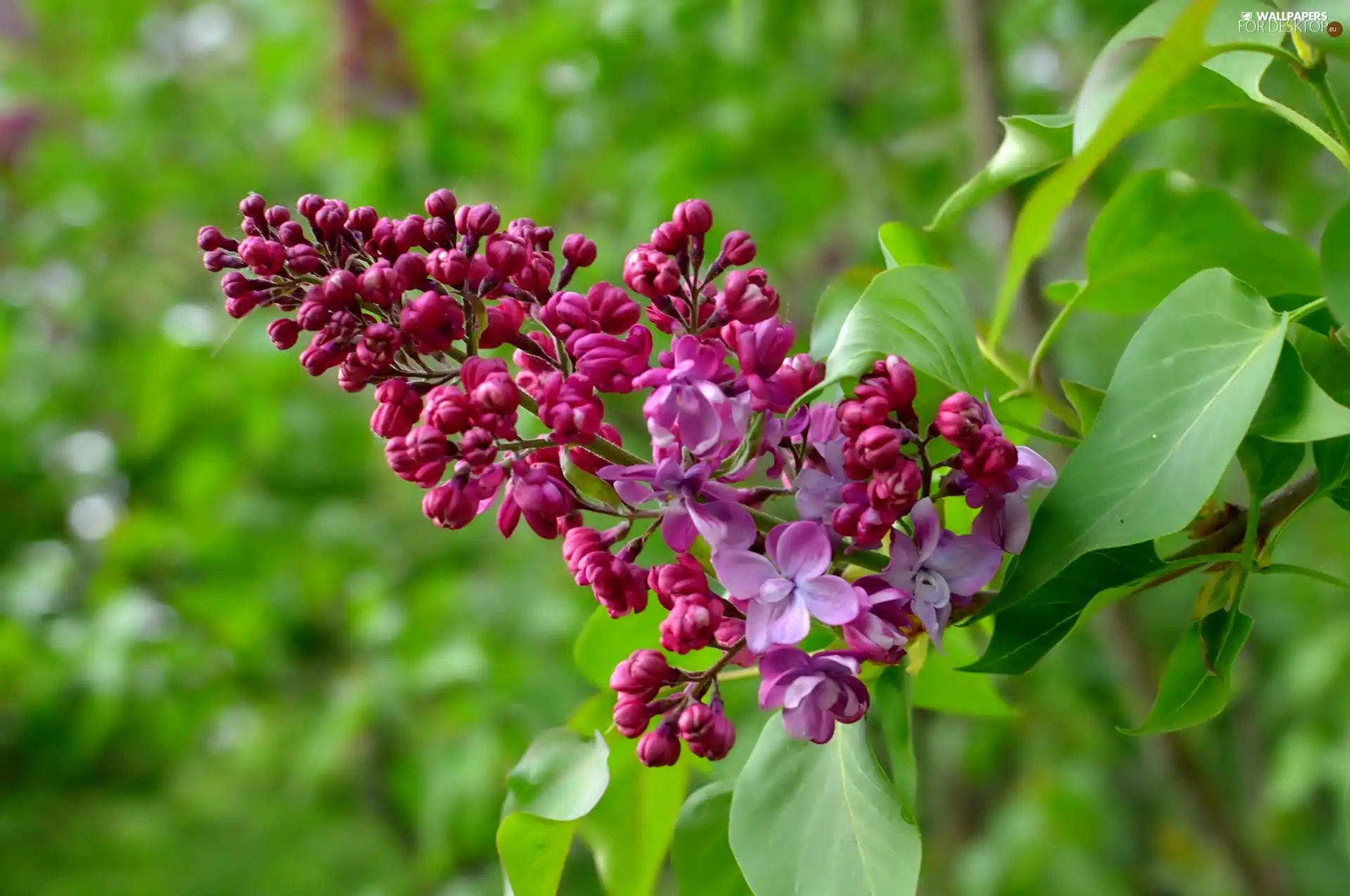 lilac, twig, blooming