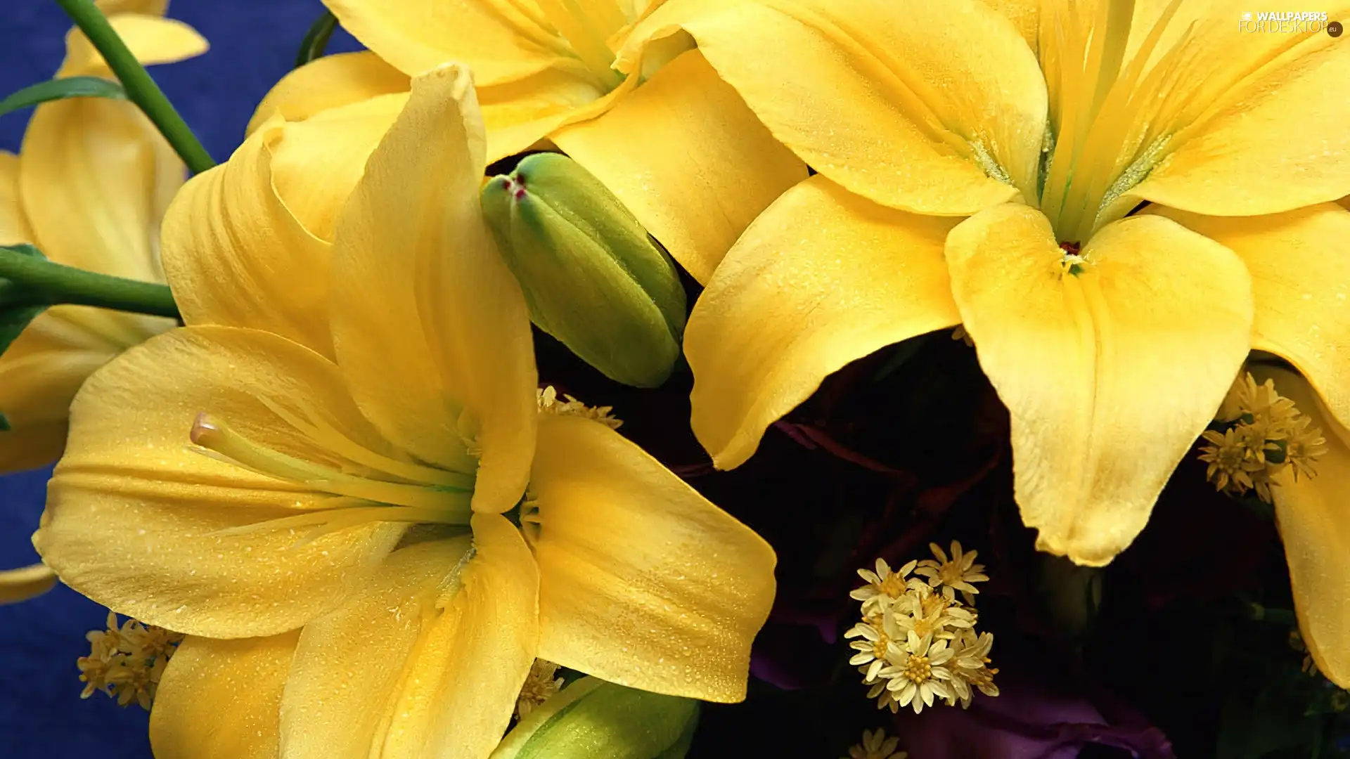 Yellow, lilies