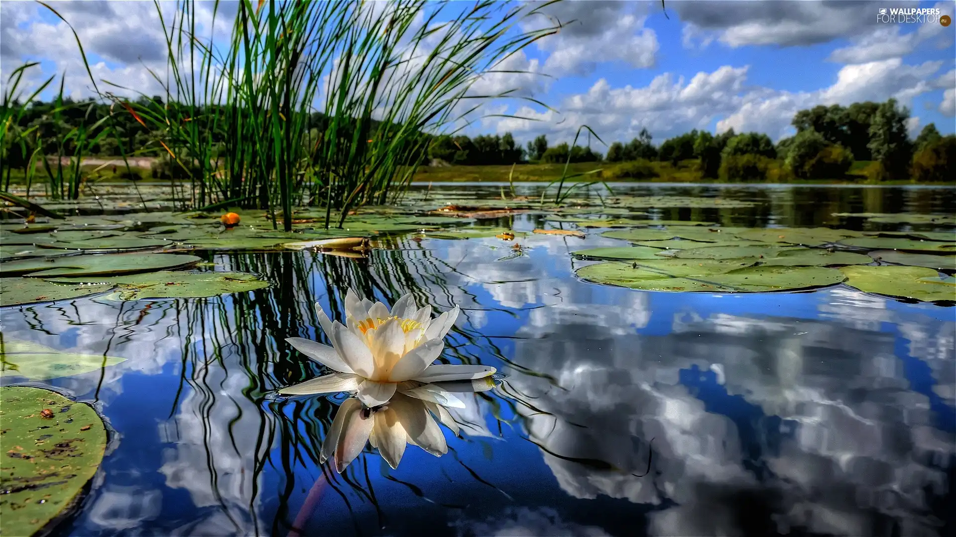 lake, water-lily