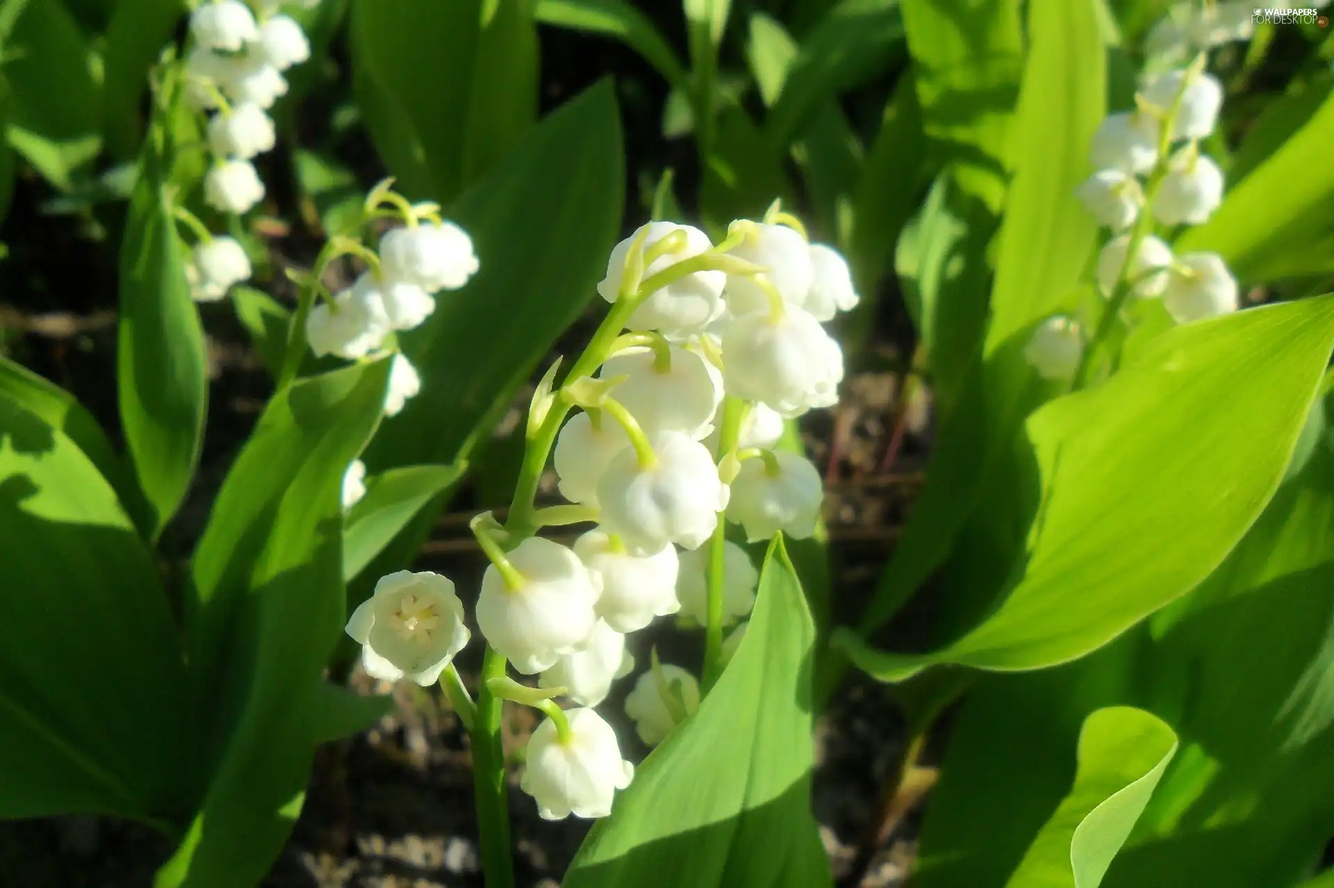 Beauty, lily of the Valley