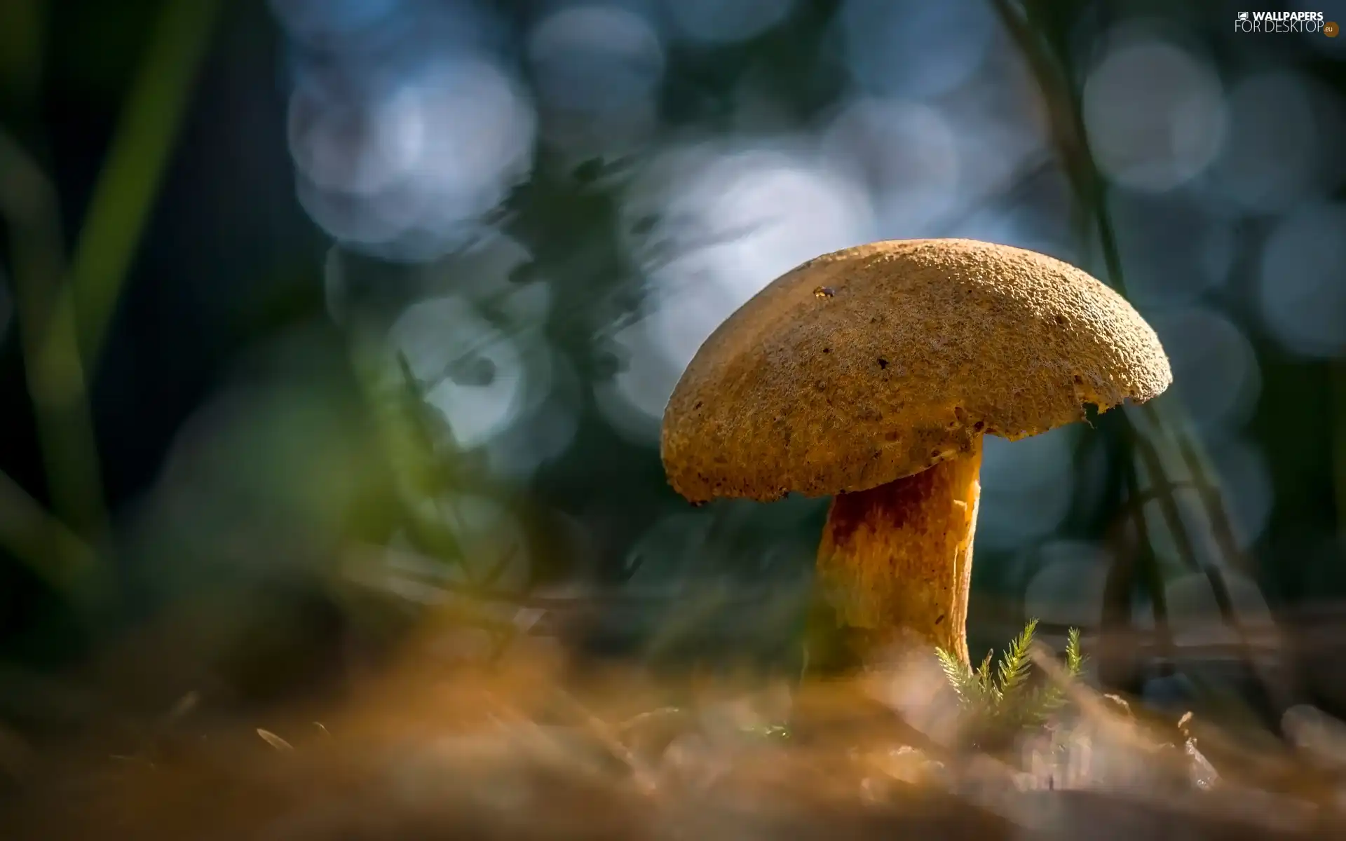 blurry background, Mushrooms, litter