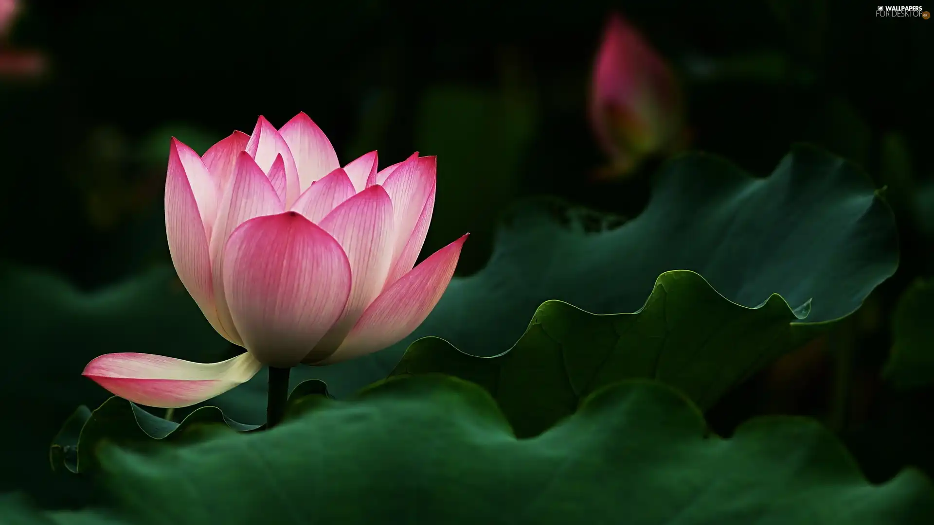 Flower. Lotus. Leaves
