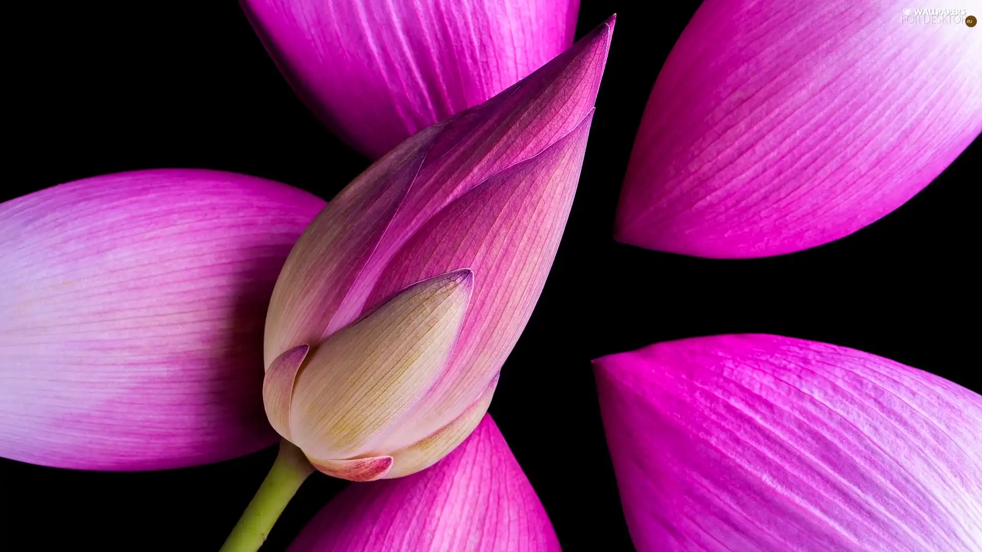Pink, Colourfull Flowers, flakes, Dark Background, bud, lotus