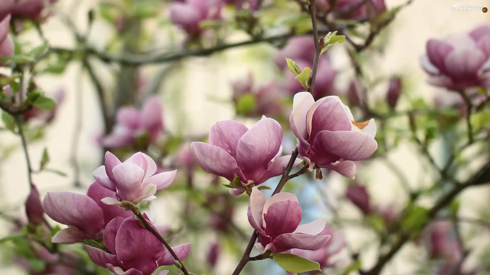 Pink, Bush, Flowers, Magnolias