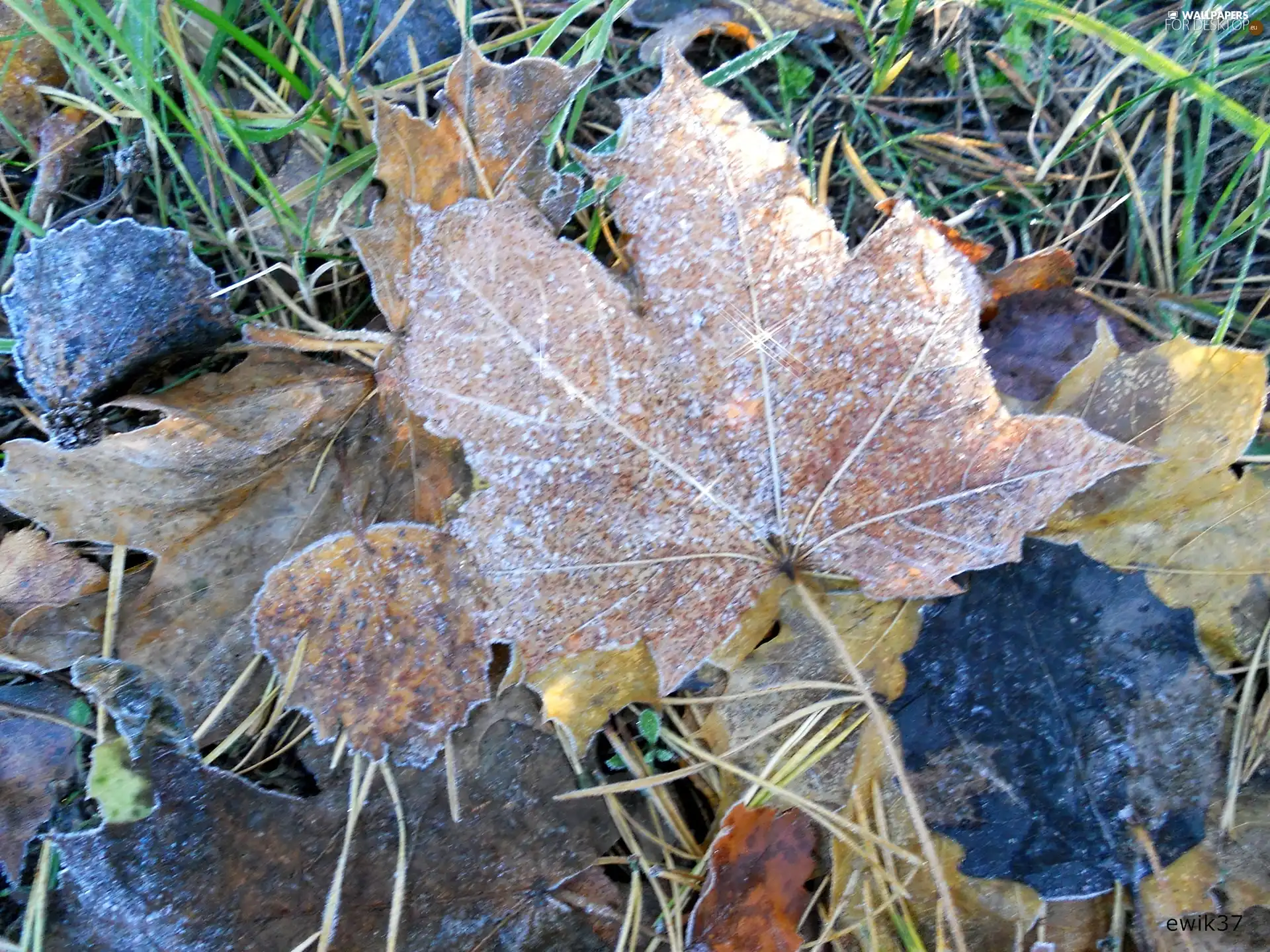 White frost, Leaf, maple