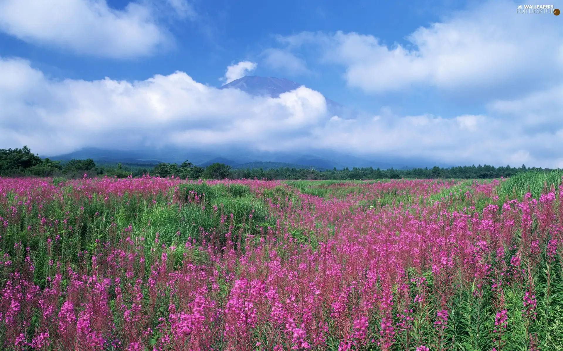 Meadow, Flowers, Mountains, clouds, panorama