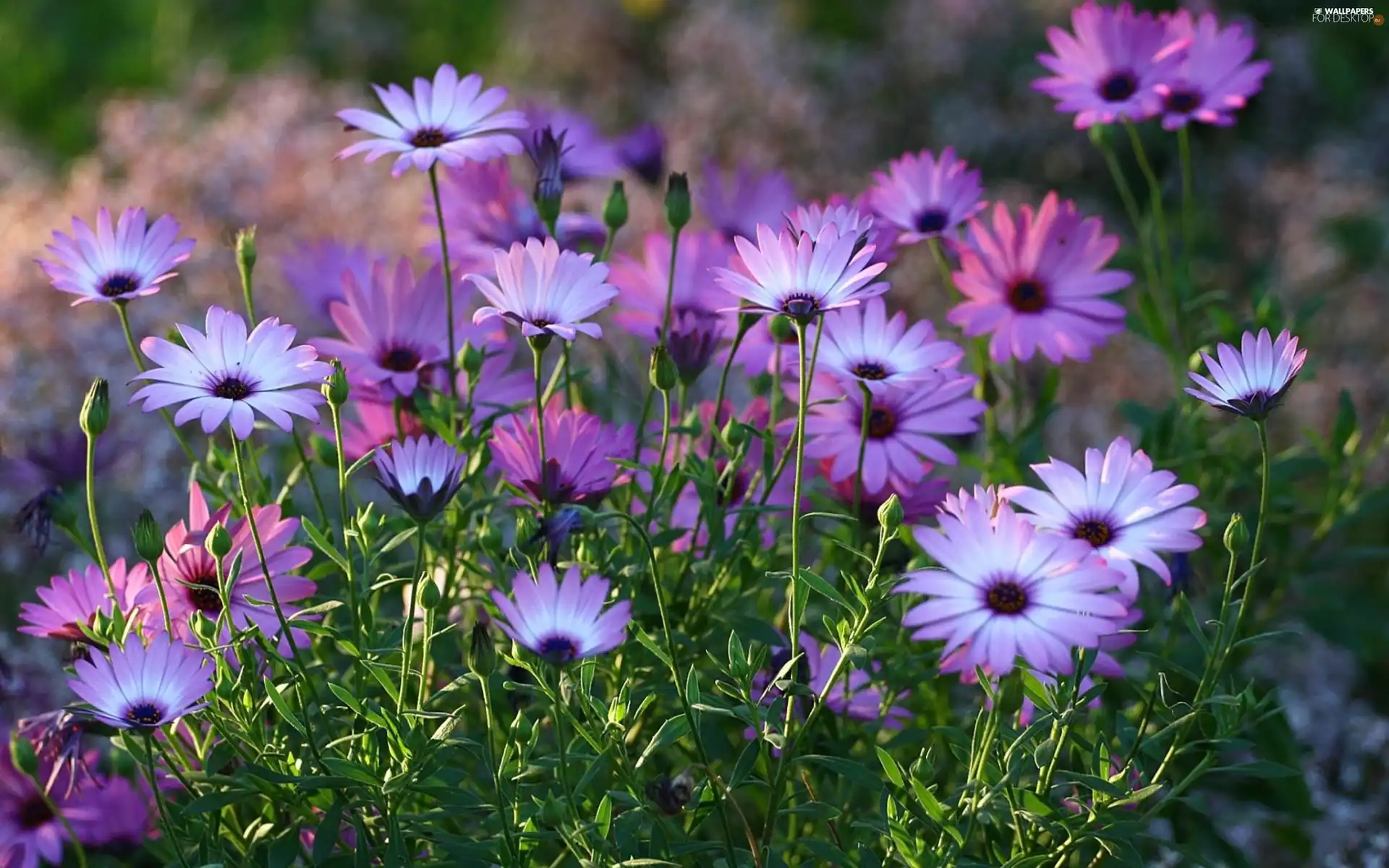 purple, Meadow, Arktotis, flowers