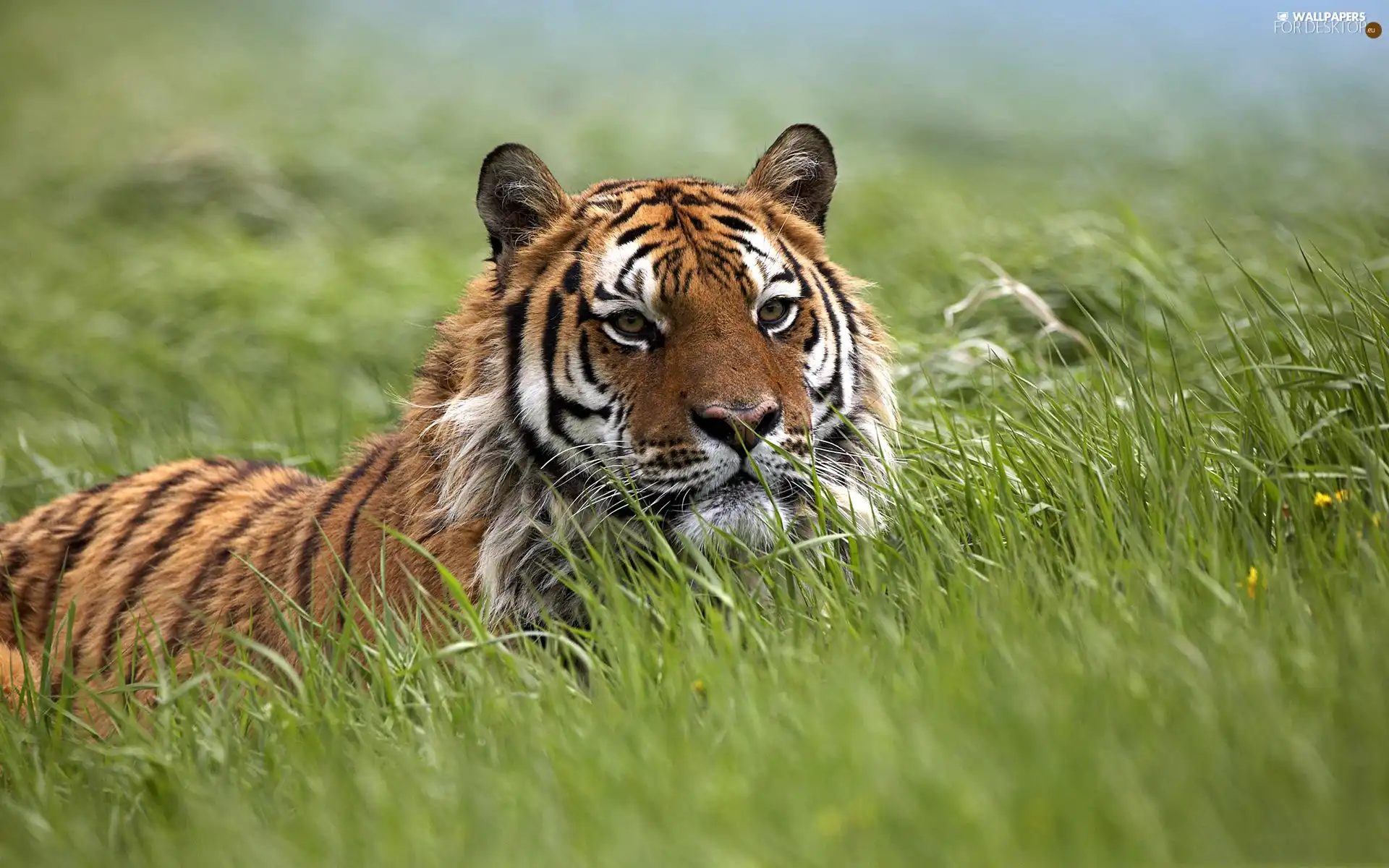 Meadow, tiger, grass