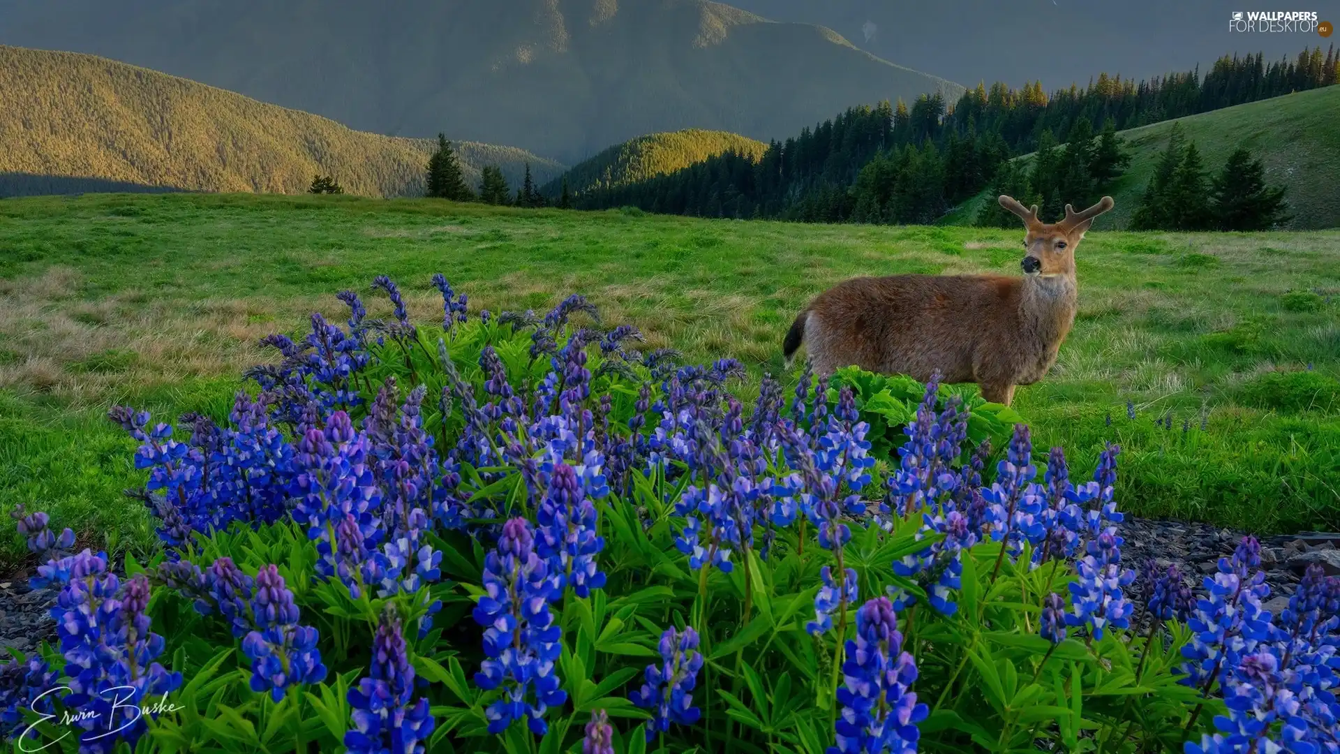 Meadow, Mountains, lupine, fawn, Flowers, car in the meadow