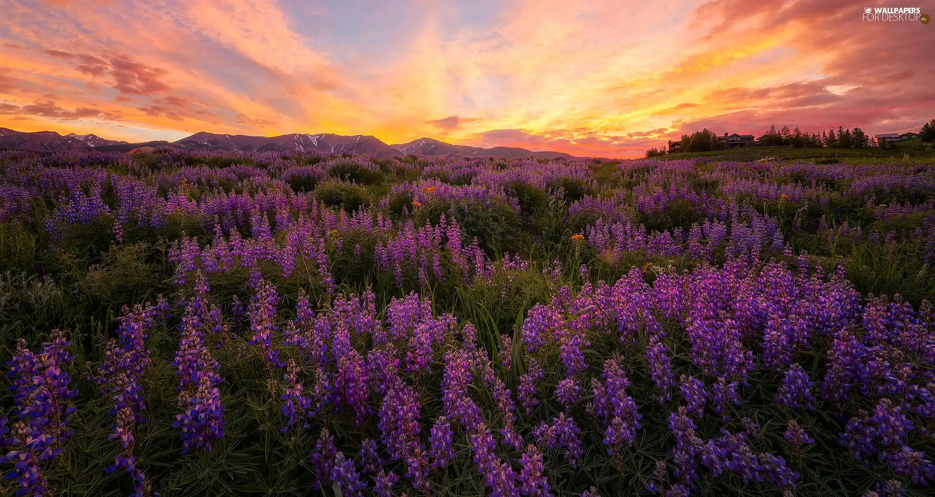 Flowers, lupine, Mountains, Meadow, Great Sunsets