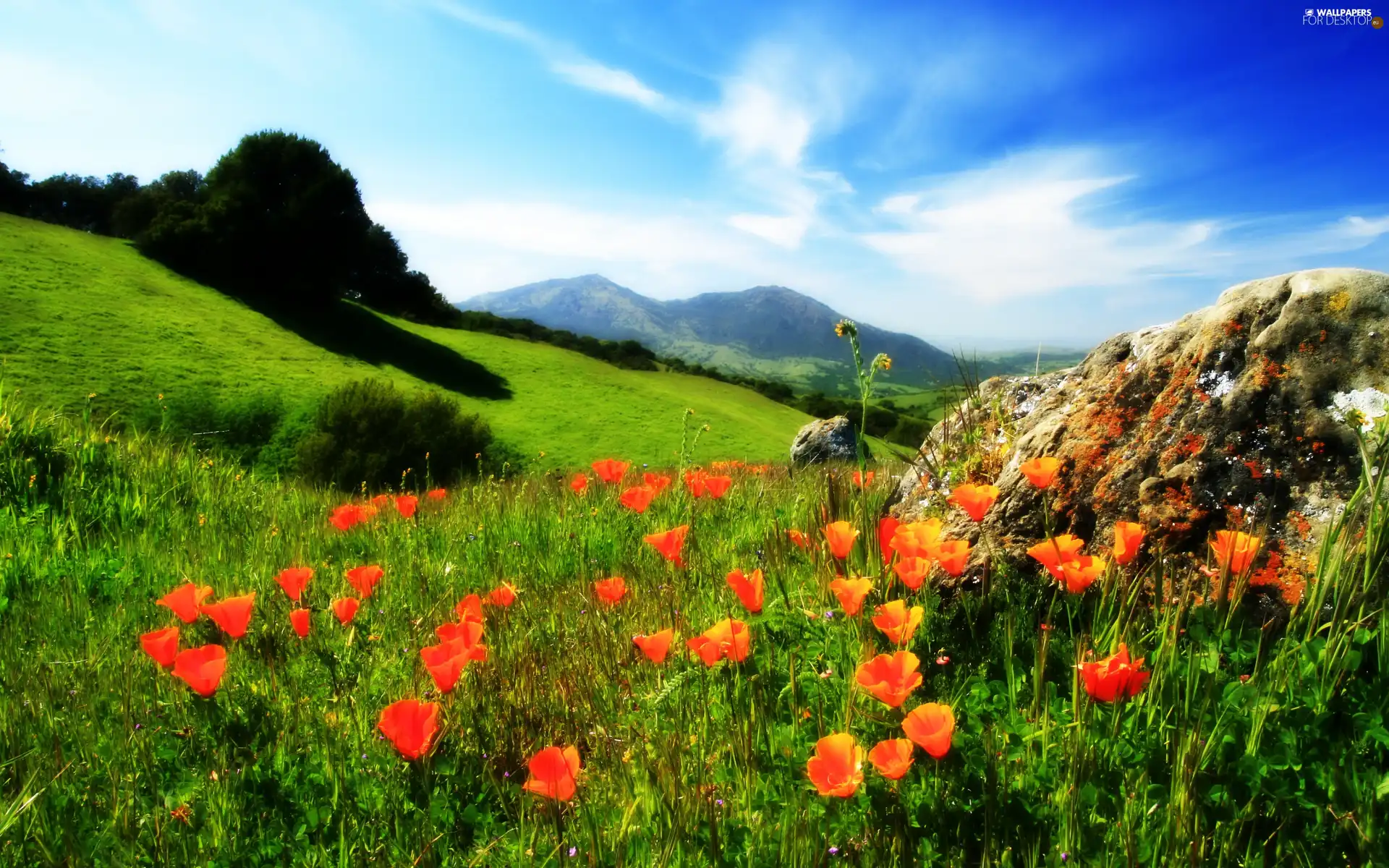 red weed, Mountains, Meadow
