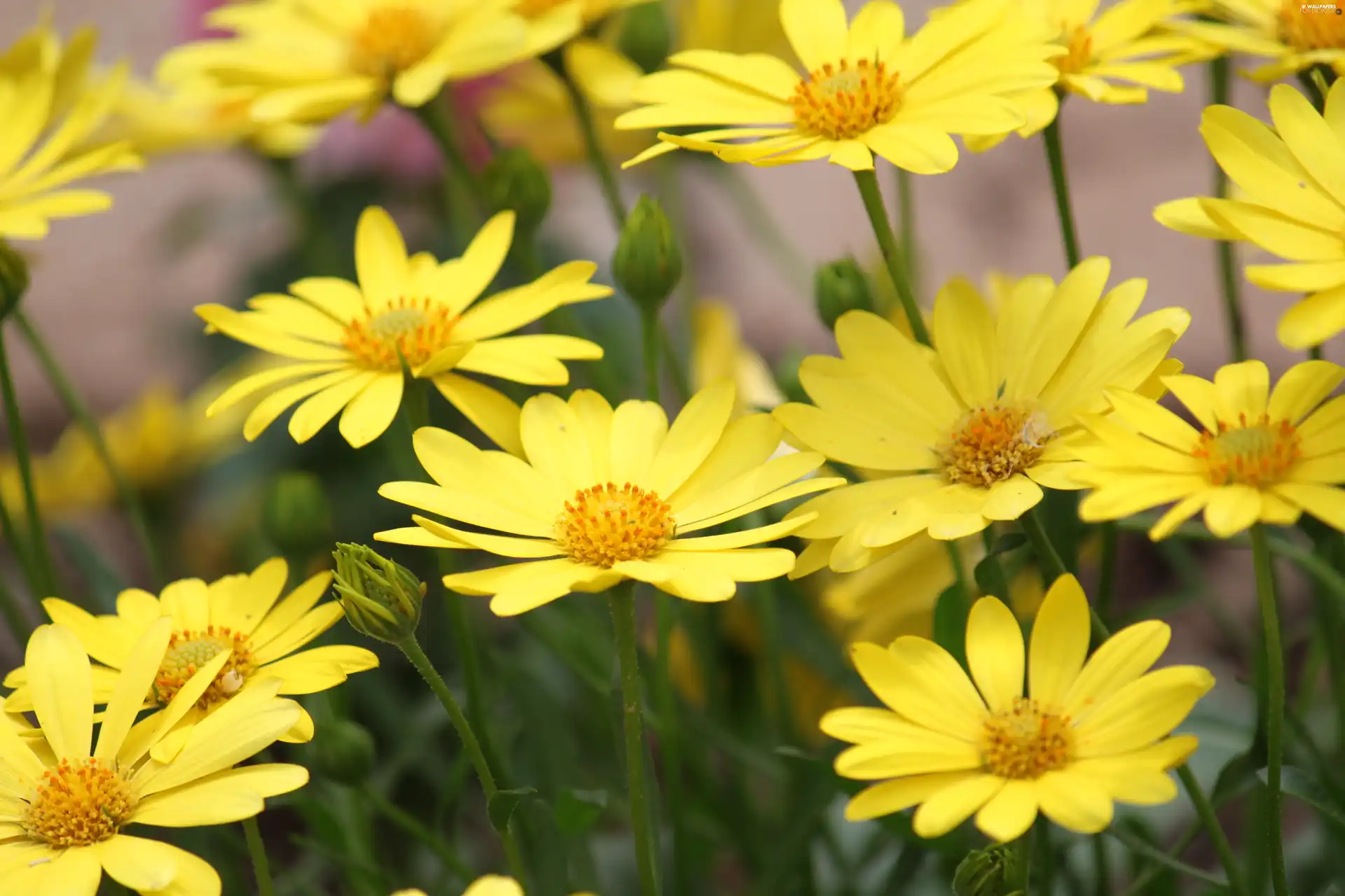 Yellow, an, meadow, Flowers