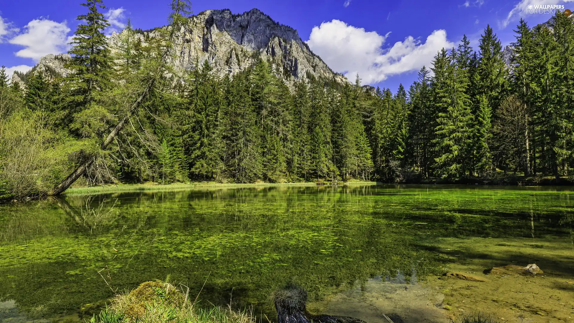 trees, forest, lake, Mountains, viewes, green ones