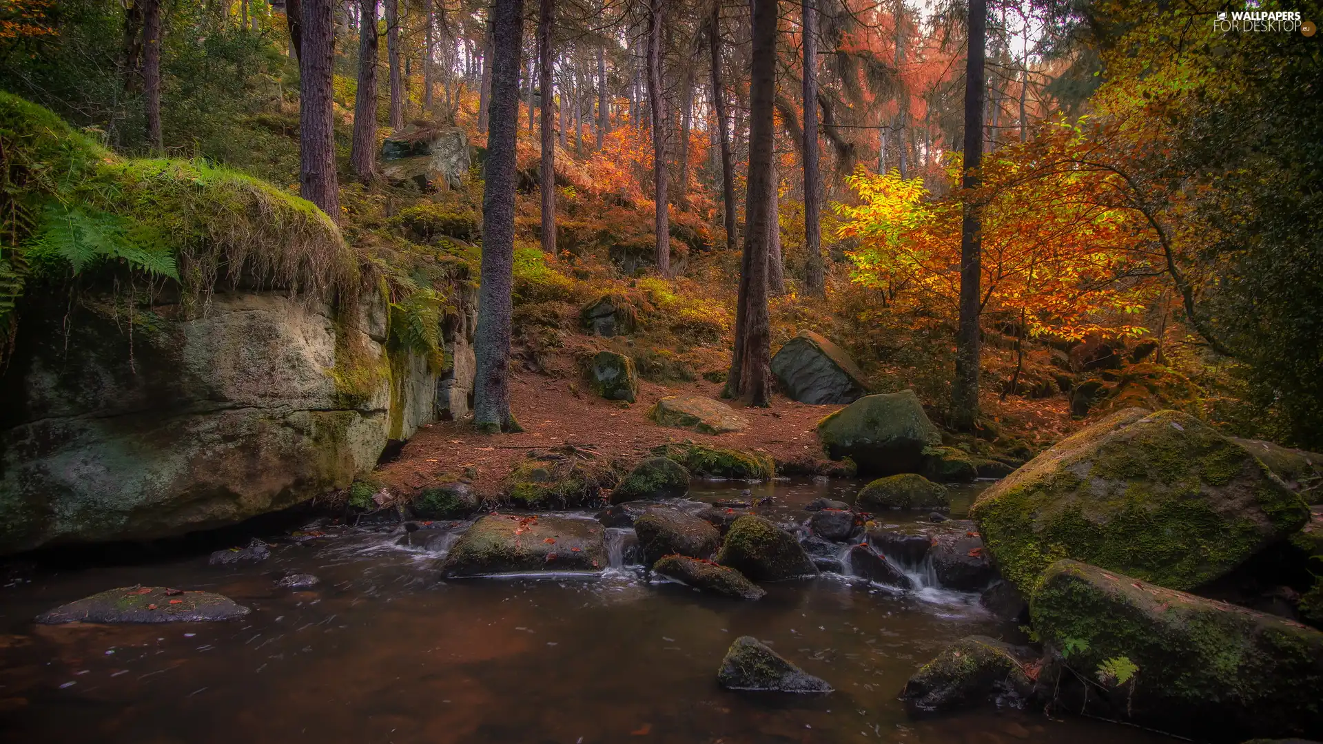 trees, viewes, brook, Stones, Rocks, forest, autumn, Nemorosa