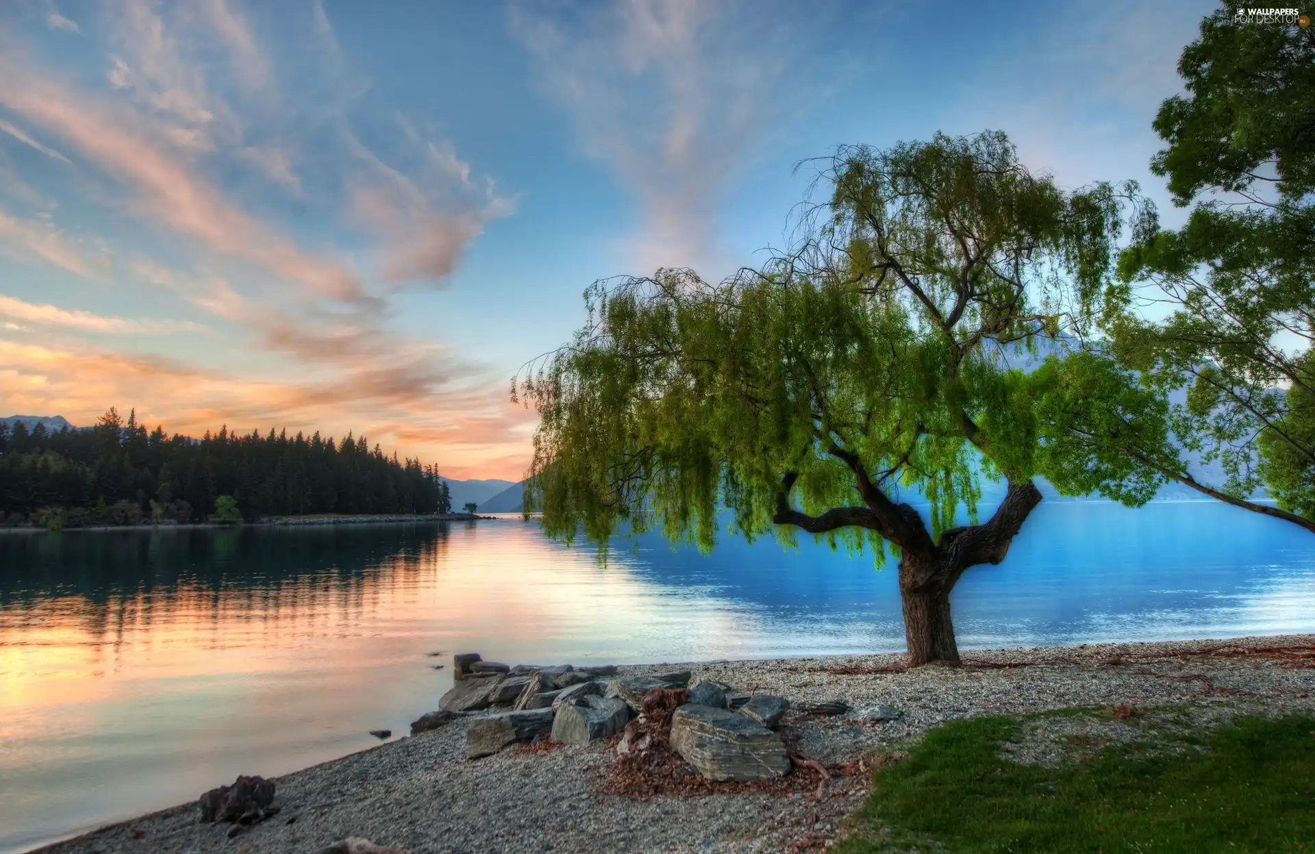 trees, Serene, New Zeland, lake