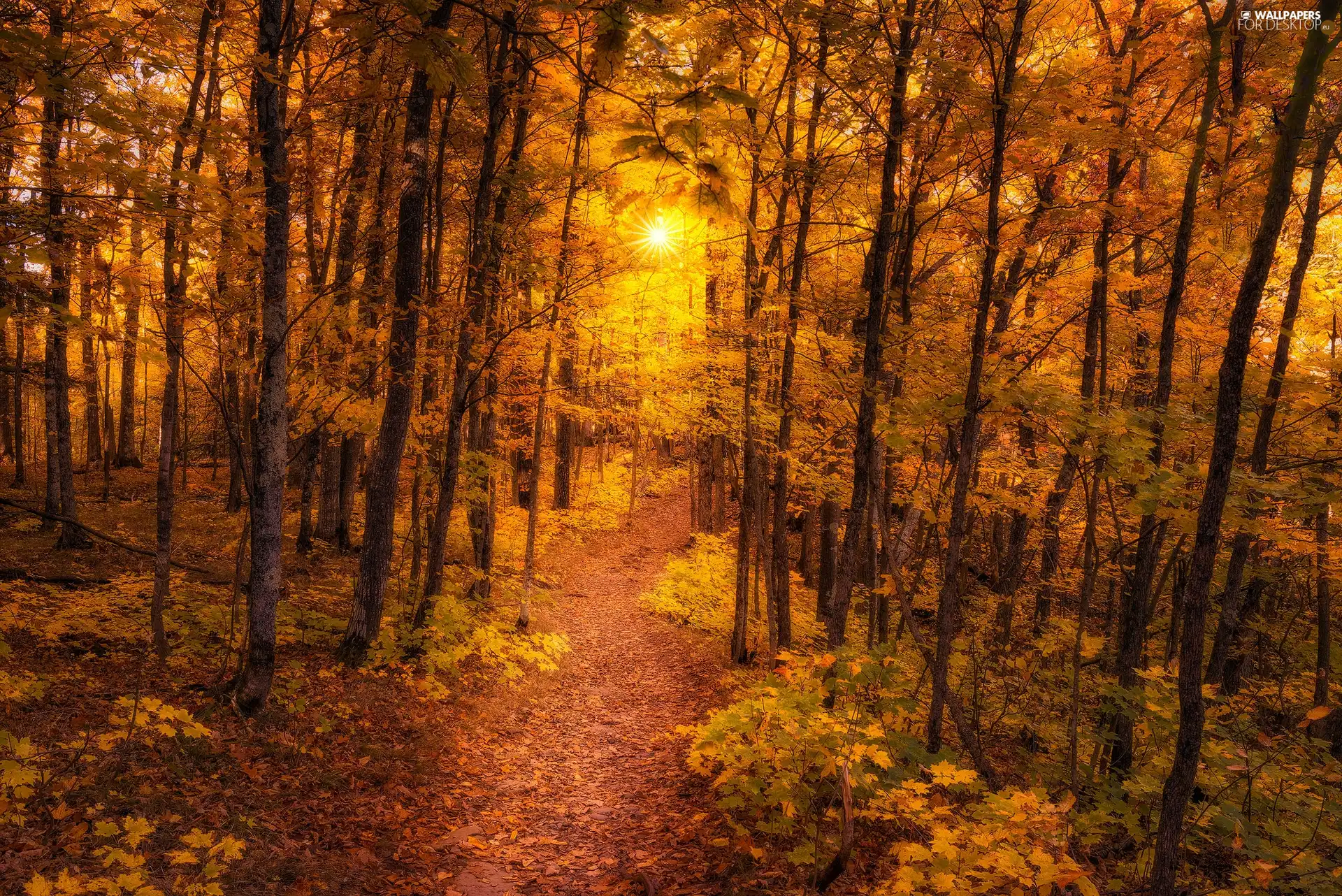 forest, Path, rays of the Sun, autumn