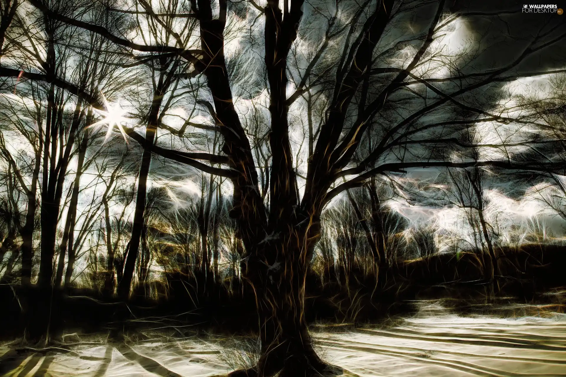 rays of the Sun, Art, trees, viewes, winter