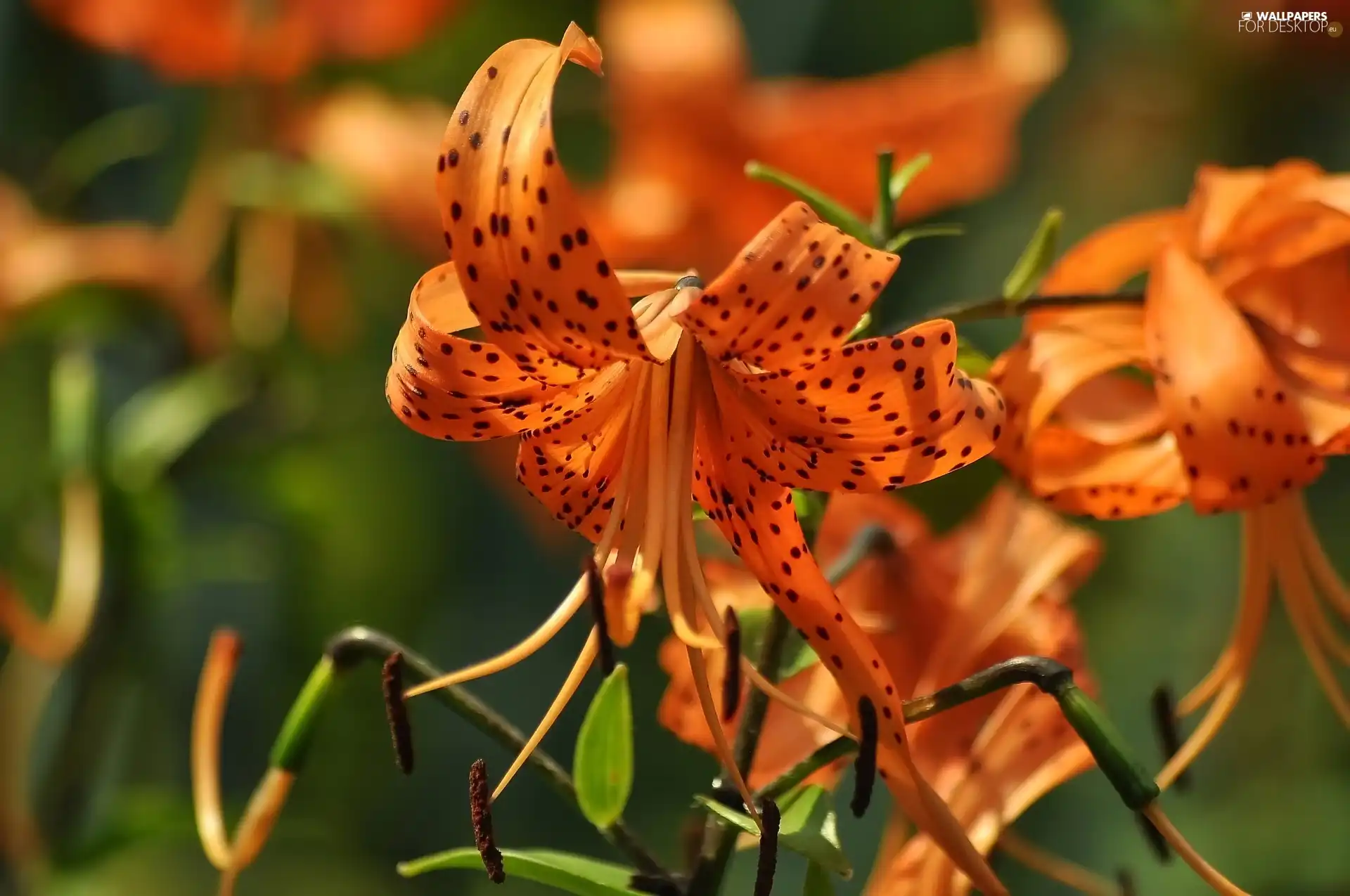 Flowers, Tiger lily, Orange