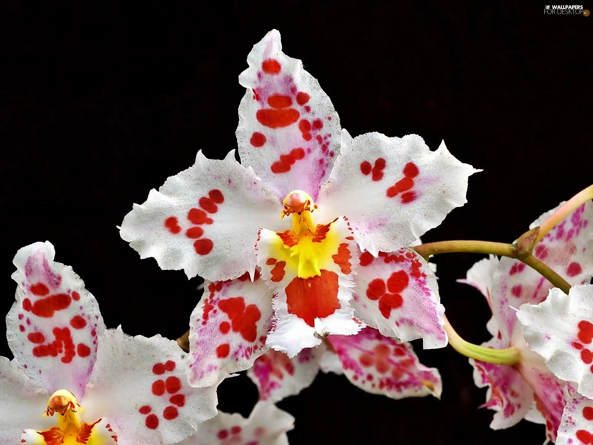dappled, orchid