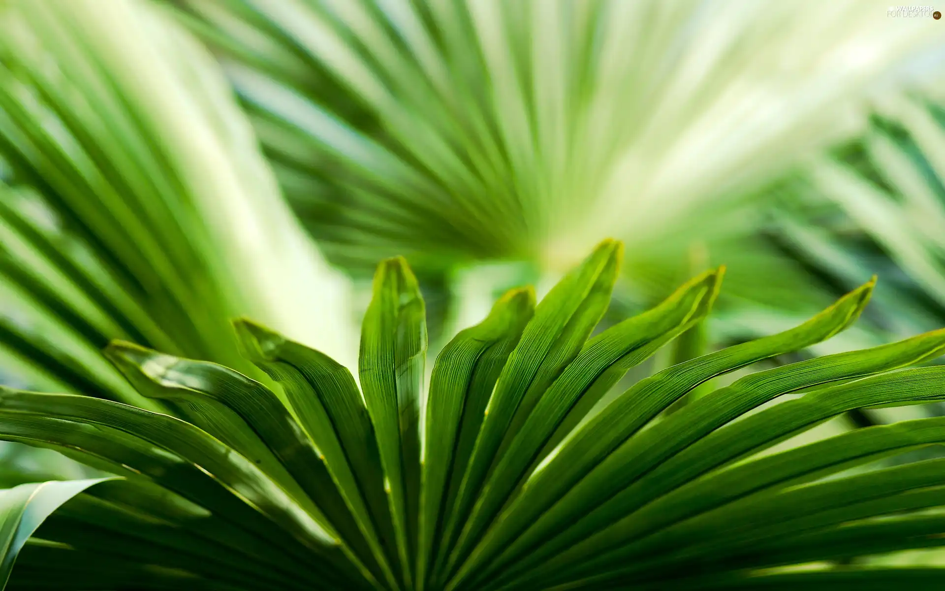 Leaf, Palms