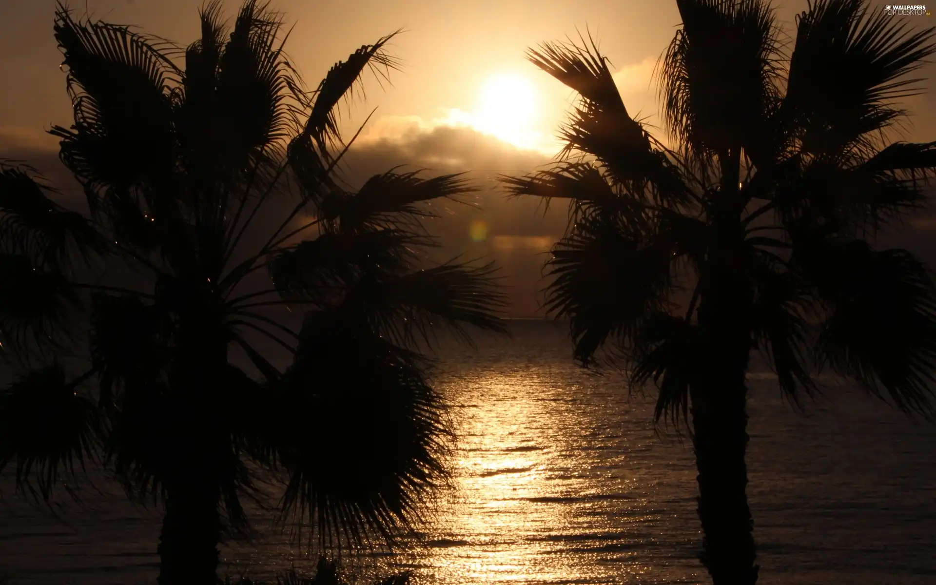 west, sea, Palms, sun