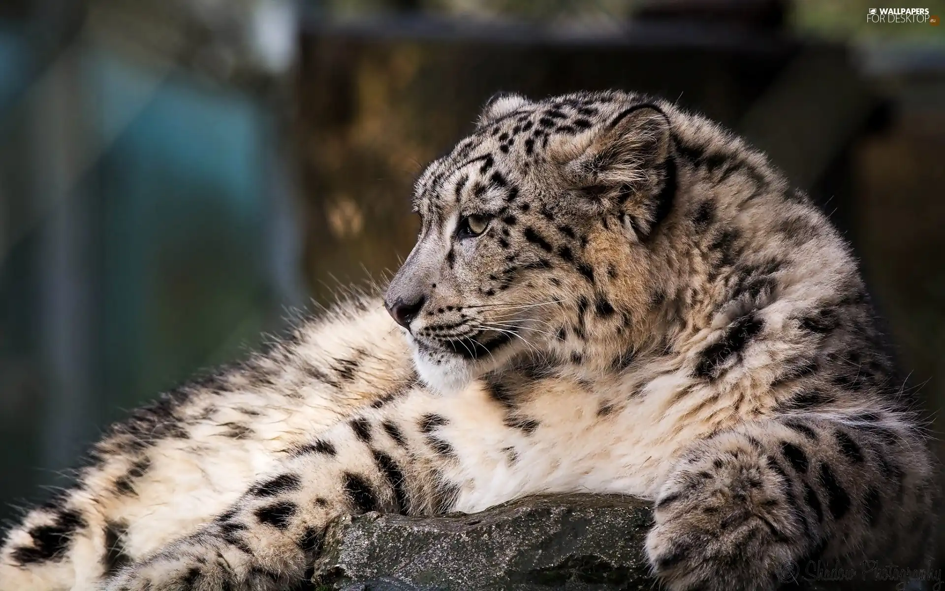 snow, snow leopard, Panther