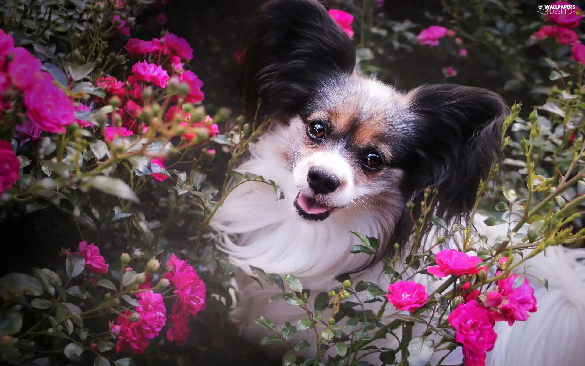 dog, Flowers, roses, Miniature Continental Toy Spaniel Papillon