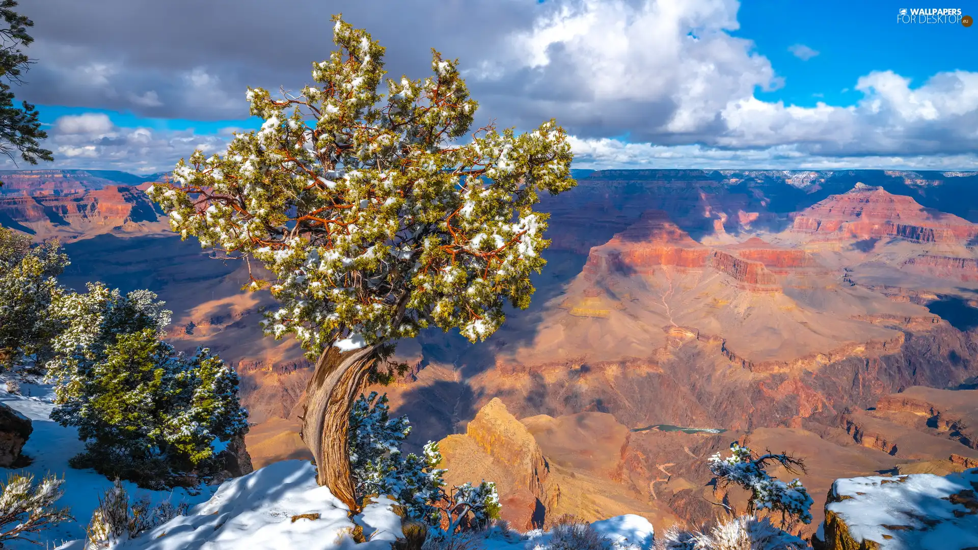 Grand Canyon, Grand Canyon National Park, Grand Canyon, Mountains, State of Arizona, The United States, trees, pine, Rocks